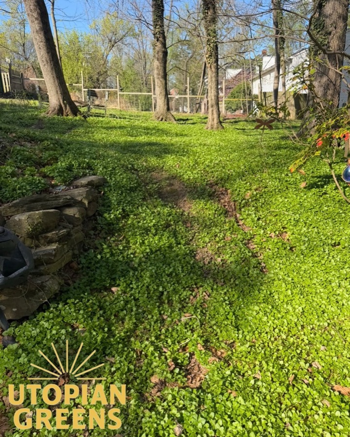 A steep backyard slope covered in groundcover, before
