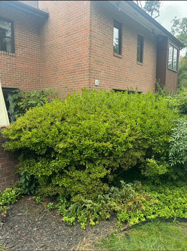 A big, shaggy hedge beside a brick house