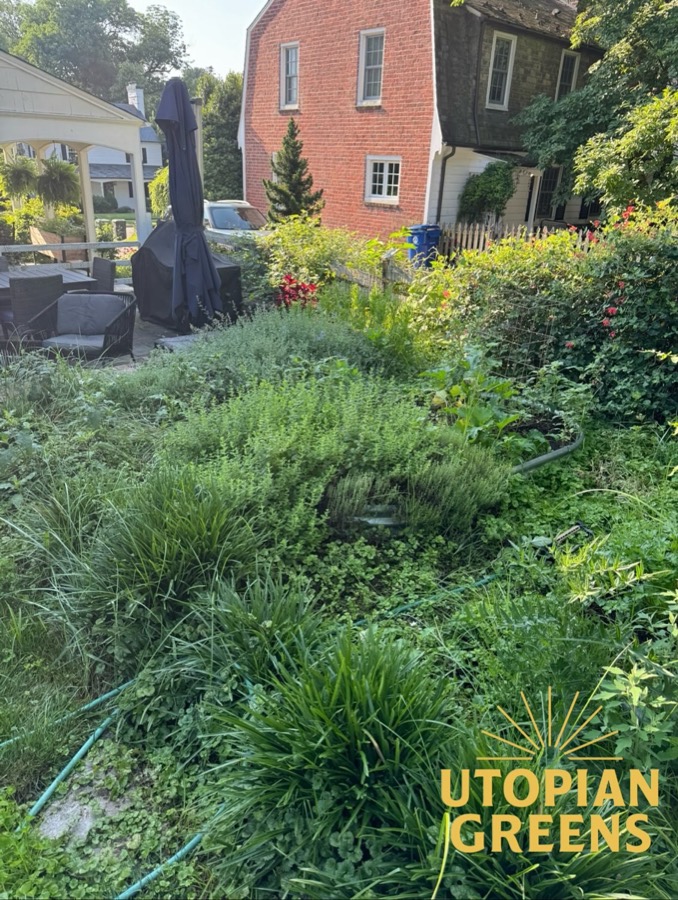 A backyard garden gone wild